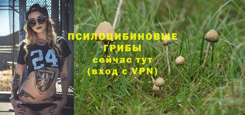 ОМГ ОМГ ссылки  Дятьково  Галлюциногенные грибы Cubensis 